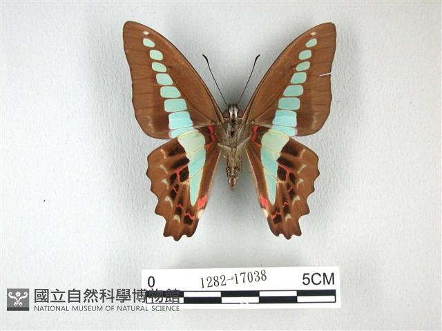 青帶鳳蝶藏品圖，第2張