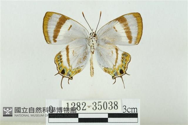 拉拉山鑽灰蝶藏品圖，第2張