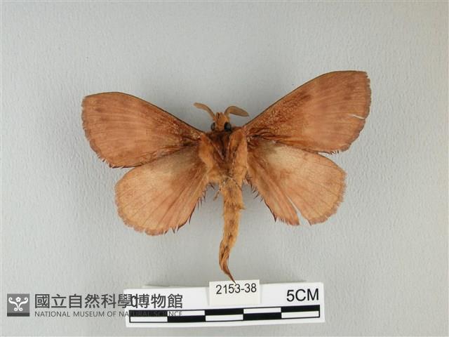 波紋枯葉蛾藏品圖，第2張