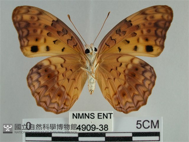 琺蛺蝶藏品圖，第2張