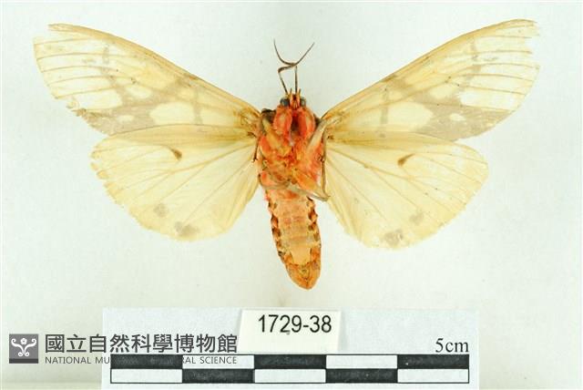 乳白斑燈蛾藏品圖，第2張