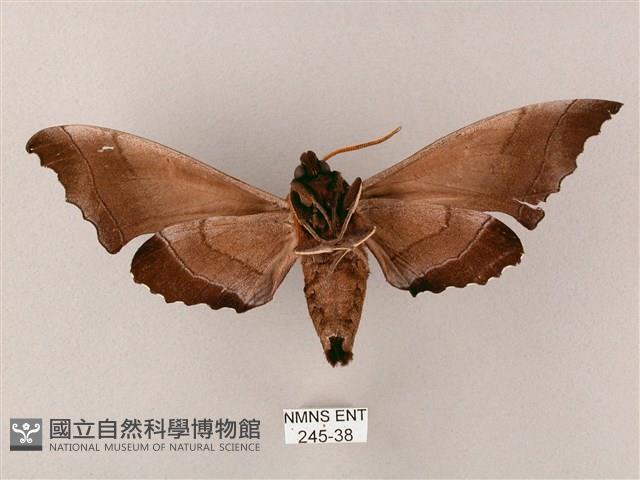 齒翅三線天蛾藏品圖，第2張