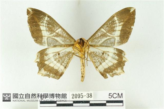 樹形尺蛾藏品圖，第2張