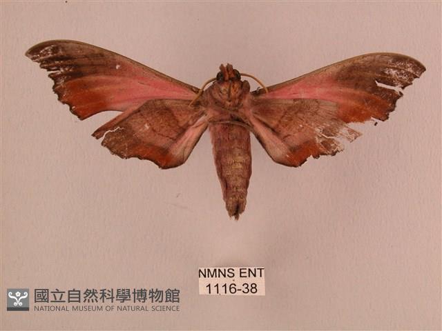 桃紅六點天蛾藏品圖，第2張