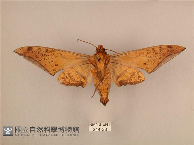臺灣鷹翅天蛾藏品圖，第2張