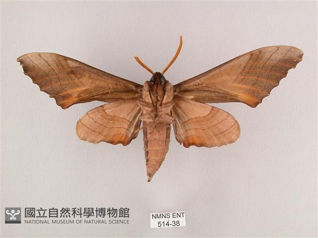 栗六點天蛾藏品圖，第2張