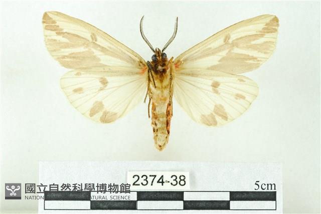 赭新污燈蛾藏品圖，第2張