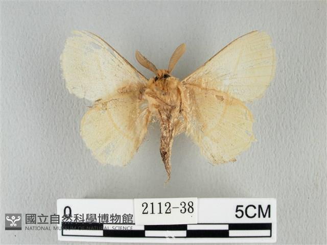 青枯葉蛾藏品圖，第2張