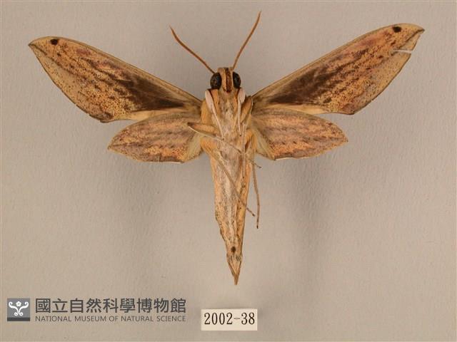 棕綠背線天蛾藏品圖，第2張