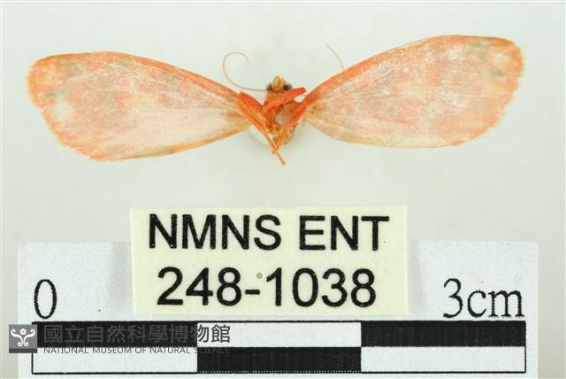 三色豔苔蛾藏品圖，第2張