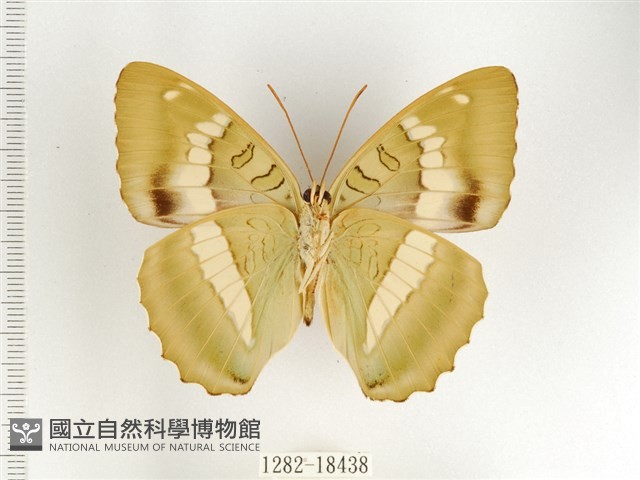 窄帶翠蛺蝶藏品圖，第2張
