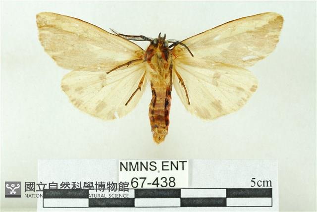 赭新污燈蛾藏品圖，第2張