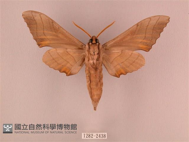 栗六點天蛾藏品圖，第2張