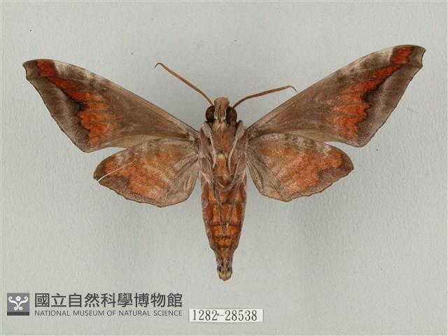 全緣缺角天蛾藏品圖，第2張