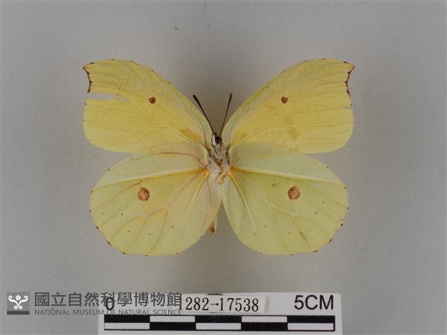 圓翅鉤粉蝶藏品圖，第2張