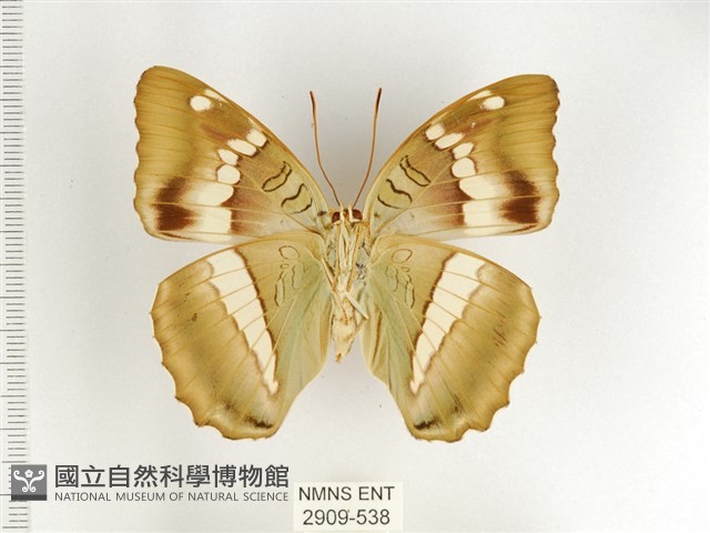 窄帶翠蛺蝶藏品圖，第2張