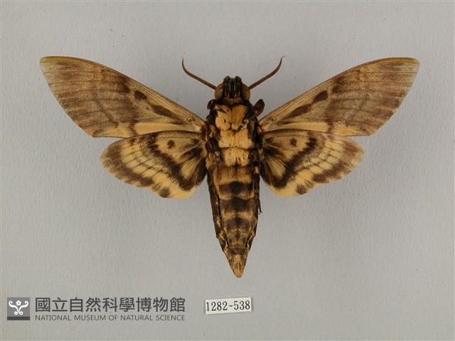 鬼臉天蛾藏品圖，第2張