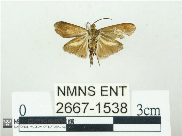 叉紋閃舞蛾藏品圖，第2張