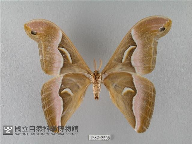 眉紋天蠶蛾藏品圖，第2張