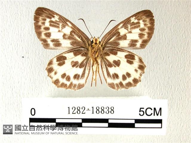 白弄蝶藏品圖，第2張