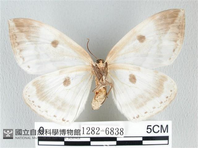 圓翅大鉤蛾藏品圖，第2張
