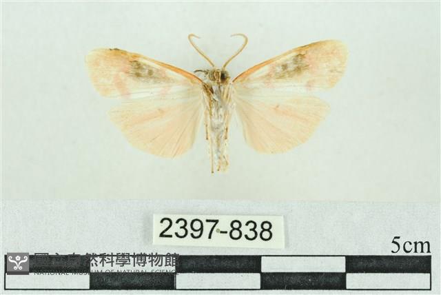 臺雪苔蛾藏品圖，第2張