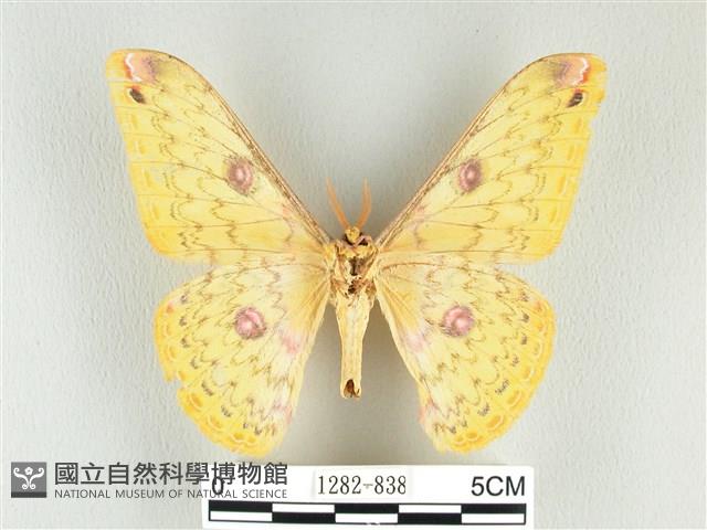黃豹天蠶蛾藏品圖，第2張
