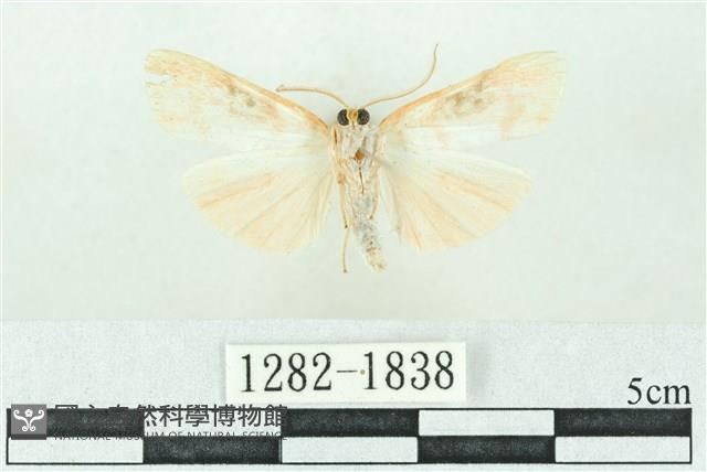 臺雪苔蛾藏品圖，第2張