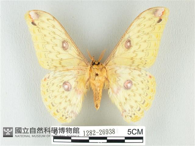黃豹天蠶蛾藏品圖，第2張