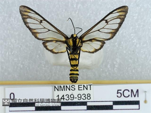 登錄號:001439-00938藏品圖，第2張