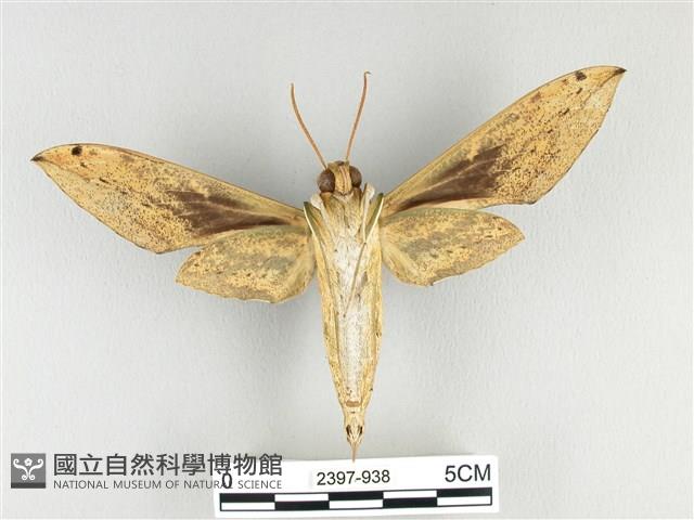 泛綠背線天蛾藏品圖，第2張