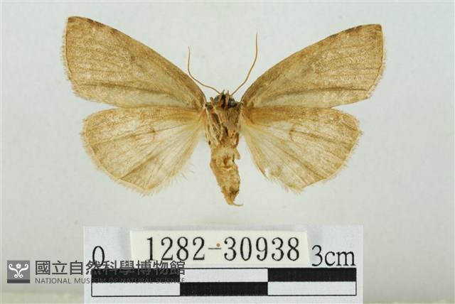 霧社環波紋蛾藏品圖，第2張