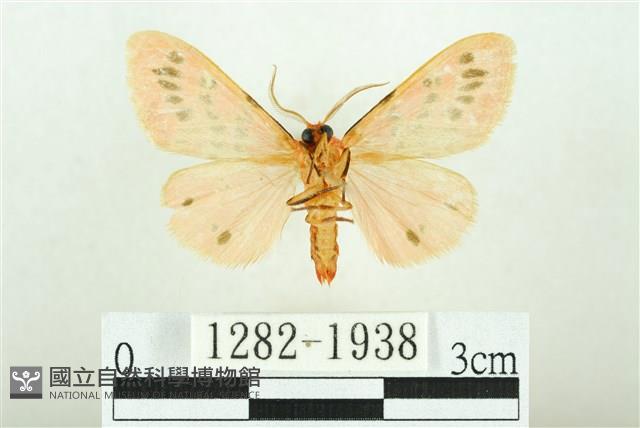 三條橙燈蛾藏品圖，第2張