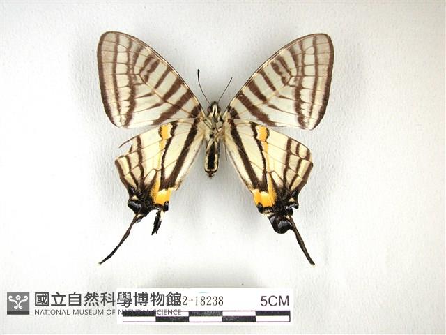 黑尾劍鳳蝶藏品圖，第2張