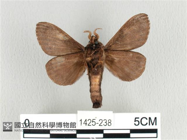 大斑Y毛蟲藏品圖，第2張