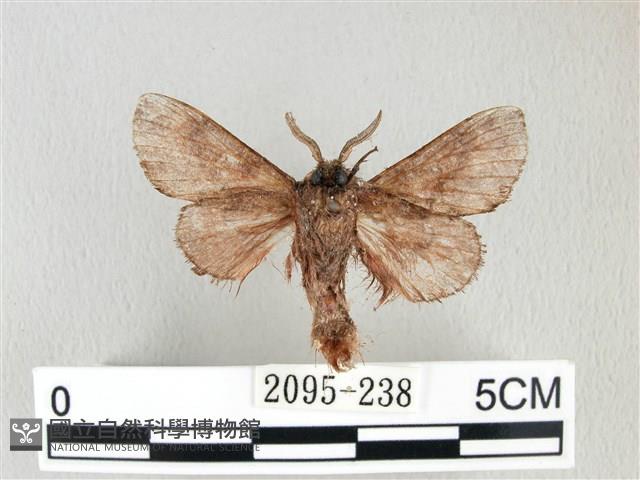 銀肩枯葉蛾藏品圖，第2張