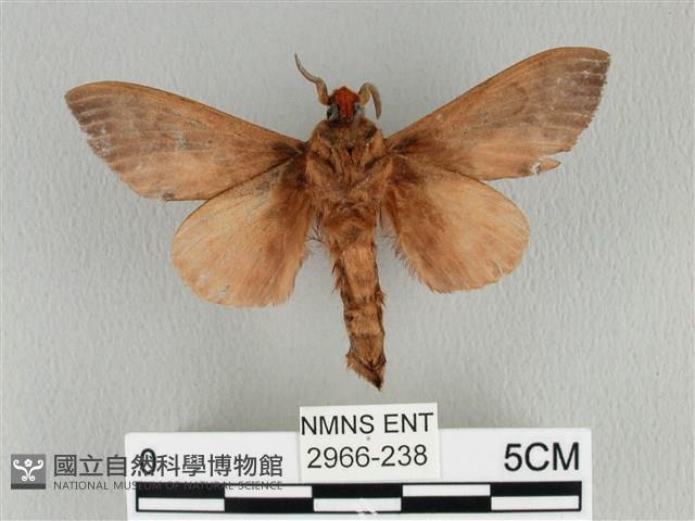 大褐斑枯葉蛾藏品圖，第2張