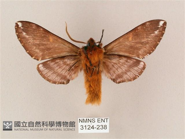 井上氏絨毛天蛾藏品圖，第2張