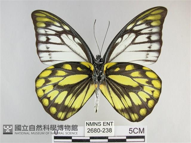 鋸粉蝶藏品圖，第2張