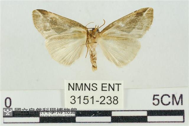 素木氏美波紋蛾藏品圖，第2張