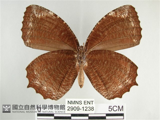 藍紋鋸眼蝶藏品圖，第2張