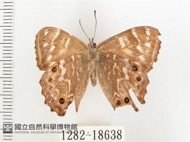 玉山幽眼蝶藏品圖，第2張