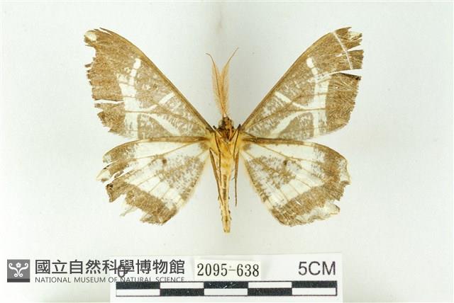 樹形尺蛾藏品圖，第2張