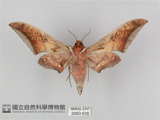 黑帶鷹翅天蛾藏品圖，第2張