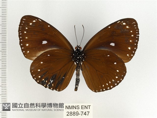 小紫斑蝶藏品圖，第2張