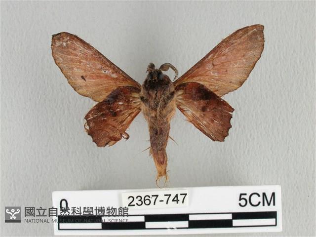 臺灣枯葉蛾藏品圖，第2張