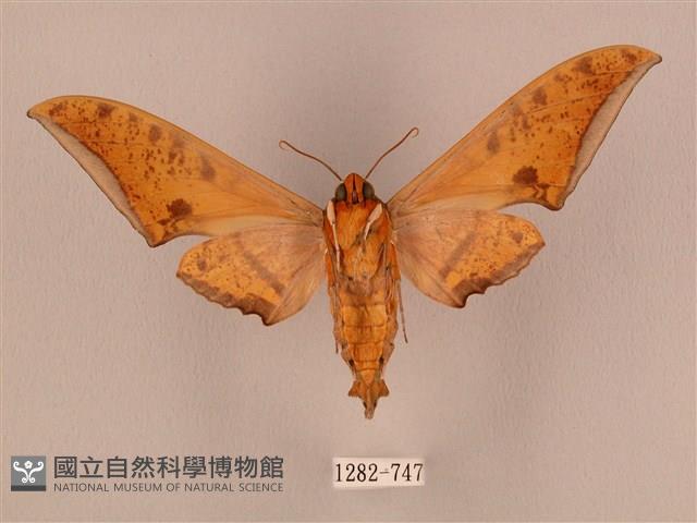 裂斑鷹翅天蛾藏品圖，第2張