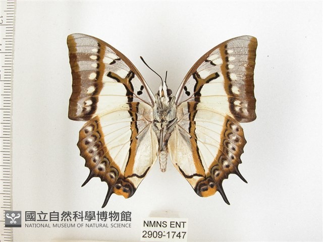 雙尾蛺蝶藏品圖，第2張