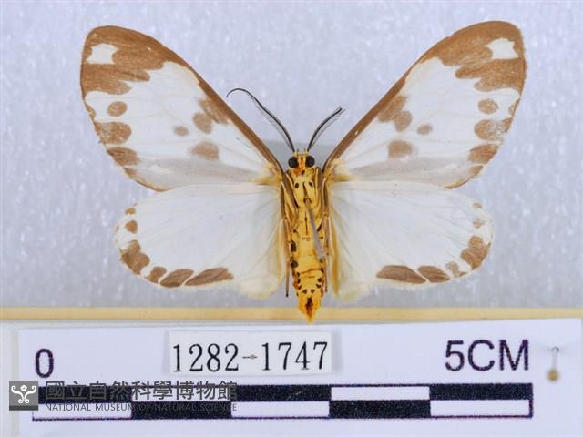 後凸蝶燈蛾藏品圖，第2張