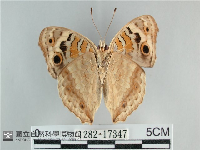 青眼蛺蝶、孔雀青蛺蝶藏品圖，第2張